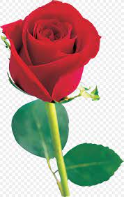 Happy rose day images, greetings, wallpaper, picture, photos, card. Beach Rose Flower Red Garden Roses Pink Png 2718x4300px Beach Rose Blue Blue Rose Bud China