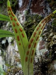 Image result for Pleopeltis macrocarpa