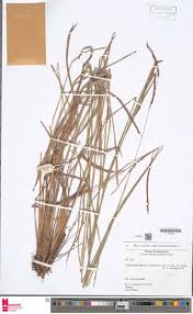 Image result for Paspalum plicatulum