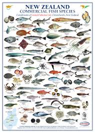 new zealand commercial fish species united fisheries