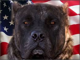 Champion blood line message me for more details and pictures!!!!! Perro De Presa Canario Cost Petfinder