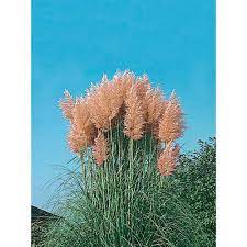 Buy pampas grass on curiouscountryceations.com. Mr Fothergill S Seeds Pampas Grass Pink Seeds The Home Depot Canada