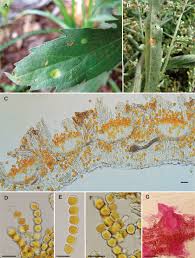 Image result for Conyza limosa