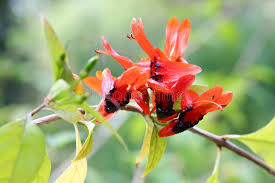 Image result for Ruttya fruticosa