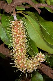 Image result for Faurea rochetiana