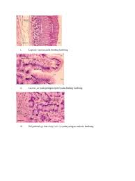 Struktur lambung itu disusun oleh 4 dinding berikut (dari luar ke dalam) : Histologi Lambung Docx