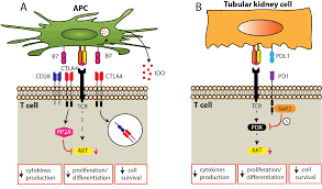 Image result for Immune Checkpoint Inhibitor