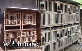 Idealnya ukuran kandang boks ini ialah 70 cm x 70 cm atau 75 cm x 75 cm. Kandang Yang Bagus Dan Cocok Untuk Ayam Aduan