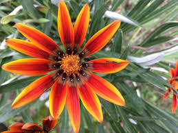 A beautiful garden is truly an affordable luxury, so here's to. Beautiful Flowers In My Garden Steemit