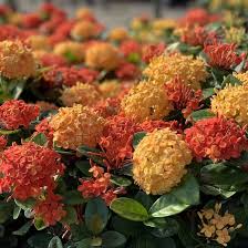 Image result for Ixora hartiana