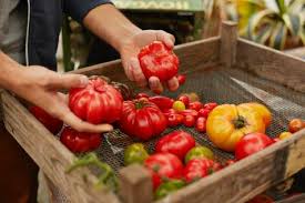 Should i core a tomato before blanching? Can You Freeze Tomatoes Help Around The Kitchen Food Network Food Network