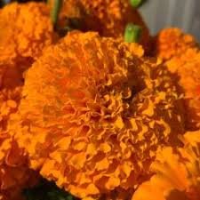 Check spelling or type a new query. Best Flower Shops Near Me September 2021 Find Nearby Flower Shops Reviews Yelp