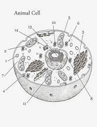 As hard as it may be to imagine, biologists believe that at an early point in the evolution of life on earth, plants and animals once shared a common ancestor. Animal And Plant Cell Coloring Pages Coloring Home