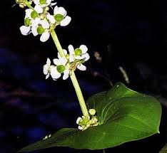 Image result for Alismataceae