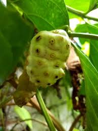 Image result for Morinda