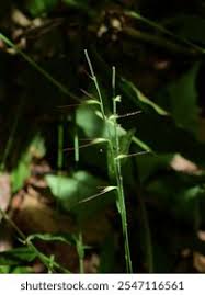 Image result for Oplismenus undulatifolius