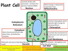 Check spelling or type a new query. Cells Ppt Download