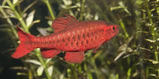 14 Compatible Tiger Barb Tank Mates The Complete List