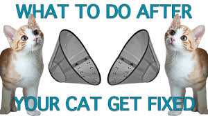 How to tell if a cat has been spayed? How To Care For Cats After Spay Neuter Youtube