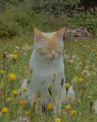 Had To Share This Weheartit Fancitaste In 2020 Cat Aesthetic Animals Cats