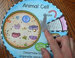 You can have your students construct the foldables in many different ways! Animal Cell Foldable