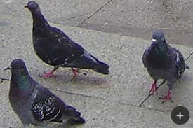 Peacock essay 1 (200 words). Pest Bird Species In New Zealand Scaring Proofing And Control