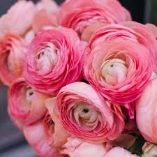 Ranunculus Tecolote Pink 10 Bulbs Easy To Grow Bulbs Flowers Ranunculus Flowers