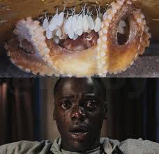 La maternidad en los pulpos es un proceso único y lleno de sacrificio. 🐙✨  Tras el apareamiento, la hembra busca una cueva o grieta donde pueda  resguardarse. Allí deposita miles de diminutos