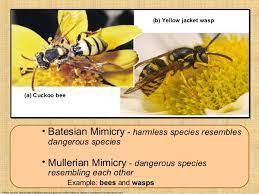 Batesian mimicry müllerian mimicry aposematic coloration. Mimicry