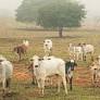 En Paraguay la deforestación en el Chaco amenaza al pueblo Ayoreo y su hábitat natural