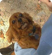 In general, the newfy is a relatively healthy dog breed. Harrisburg Pa Cavalier King Charles Spaniel Meet Ruby A Pet For Adoption