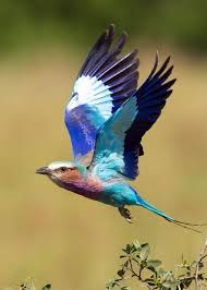23 Lilac Breasted Roller Facts Coracias Caudatus Lilac Breasted Roller Birds Flying Colorful Birds