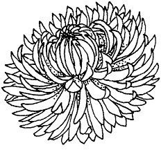Color in this picture of a chrysanthemum or mum and others with our library of online coloring pages. Chrysanthemum Coloring Pages To Download And Print For Free