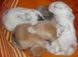 Du hast eine andere antwort? Nach Wie Vielen Wochen Sind Zwergwidder Geschlechtsreif Zwergkaninchen Woche Widder