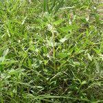 Image result for Ceratotheca sesamoides