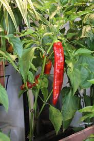 This pepper is usually harvested before maturity when still yellow. File Hungarian Wax Peppers Img 5535 Jpg Wikimedia Commons