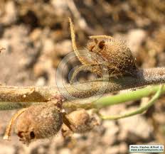 Image result for Misopates