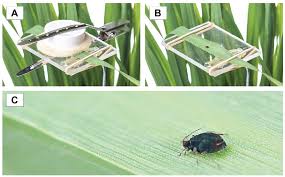 The available studies have been conducted at relatively small spatial scales, have focused on a narrow assortment of crops and pests, and have. Frontiers Elevated Carbon Dioxide And Nitrogen Impact Wheat And Its Aphid Pest Plant Science