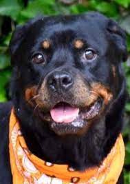 Adopt Macy On Petfinder Dog Adoption Rescue Dogs Adoption