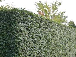 Liguster Atrovirens Ligustrum Vulgare Atrovirens Liguster Atrovirens Liguster Pflanzen