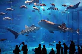 Atlanta Ga Ocean Creatures Georgia Aquarium Swimming With Whale Sharks