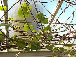 Image result for Chasmanthera dependens