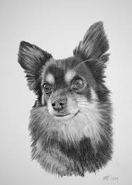 So malt man einen hund! Tierportraits Nach Fotovorlage Tiermaler Tierzeichner