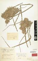 Image result for Cyperus hemisphaericus