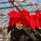Greenhouse Tour event in Wheaton, IL