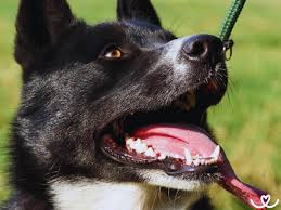 Image result for karelský medvědí pes