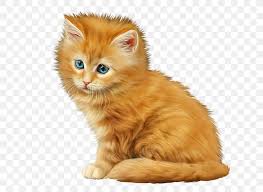 Vergleichen sie zwischen +1000 reisezielen und fluggesellschaften und sparen sie American Curl Maine Coon Kitten Norwegian Forest Cat Tabby Cat Png 652x600px American Curl Animal Asian