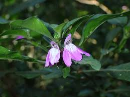 Image result for Justicia capensis