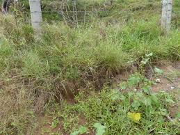 Image result for Wahlenbergia undulata