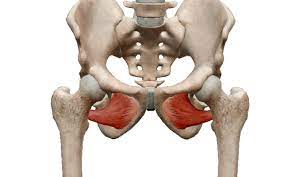 Do You Suffer From Persistent Hip Hamstring Pain And Urinary Frequency Orthocore Physical Therapy